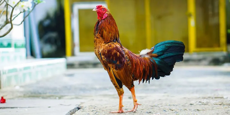 Các mẹo hay từ những tay cược sành sỏi